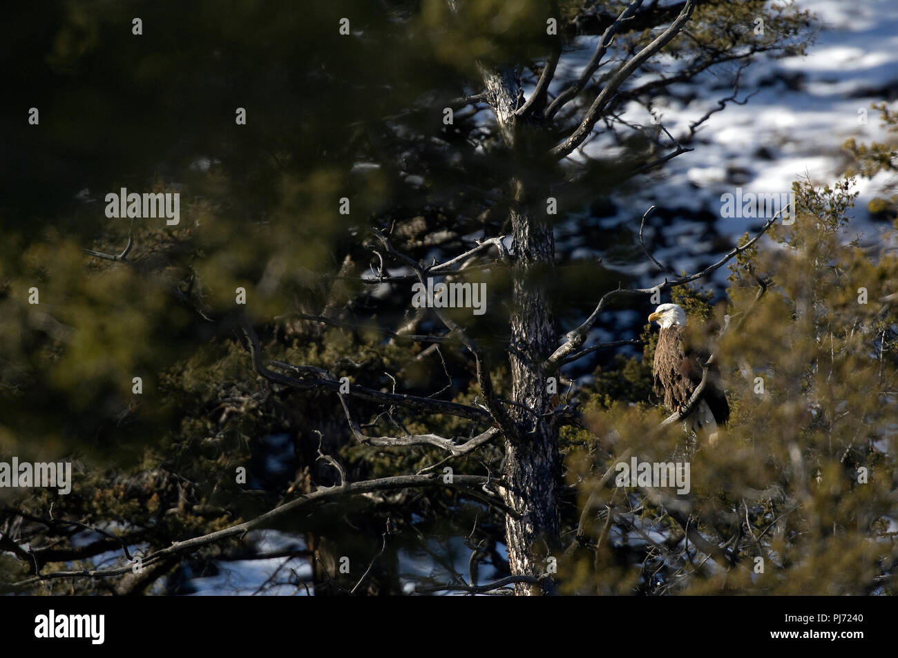 Aquila calva (Haliaetus leucocephalus) - America settentrionale Pygargue a tete blanche Foto Stock