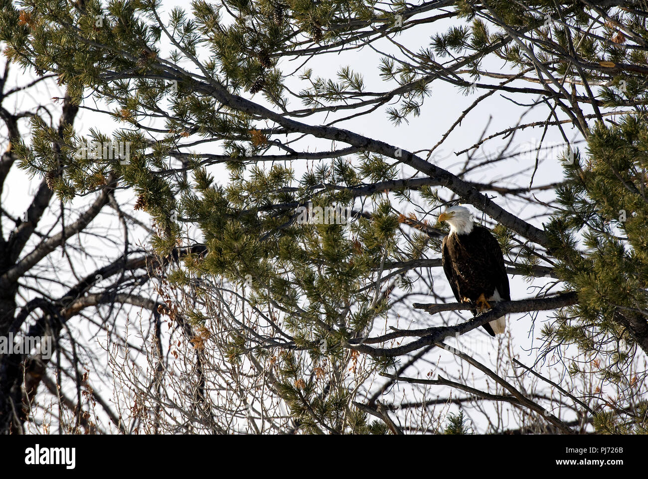 Aquila calva (Haliaetus leucocephalus) - America settentrionale Pygargue a tete blanche Foto Stock