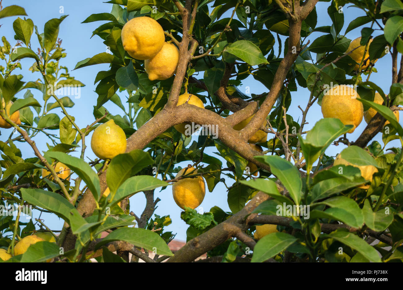 Lemon Tree con limoni appesi i suoi rami Foto Stock
