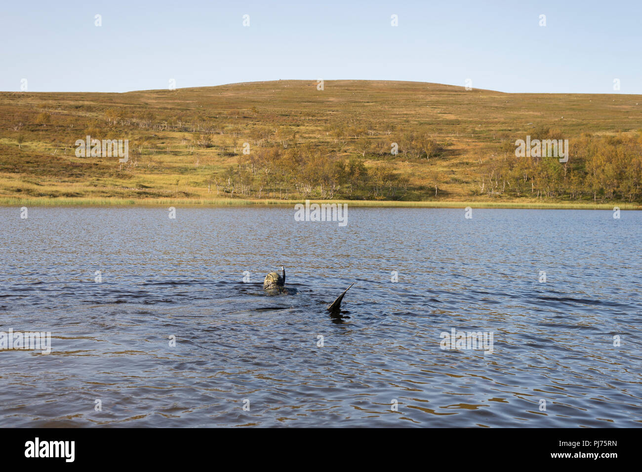 Un ragazzo libero snorkeling immersioni con la muta stagna in un lago alla montagna artica in Finnmark, Norvegia. Foto Stock