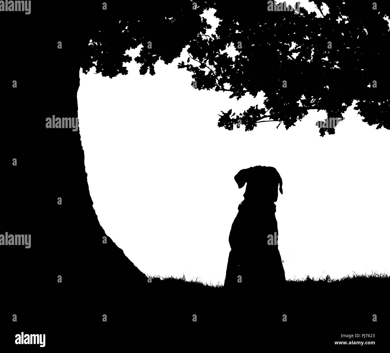 Cane seduto sotto una quercia in silhouette. Foto Stock