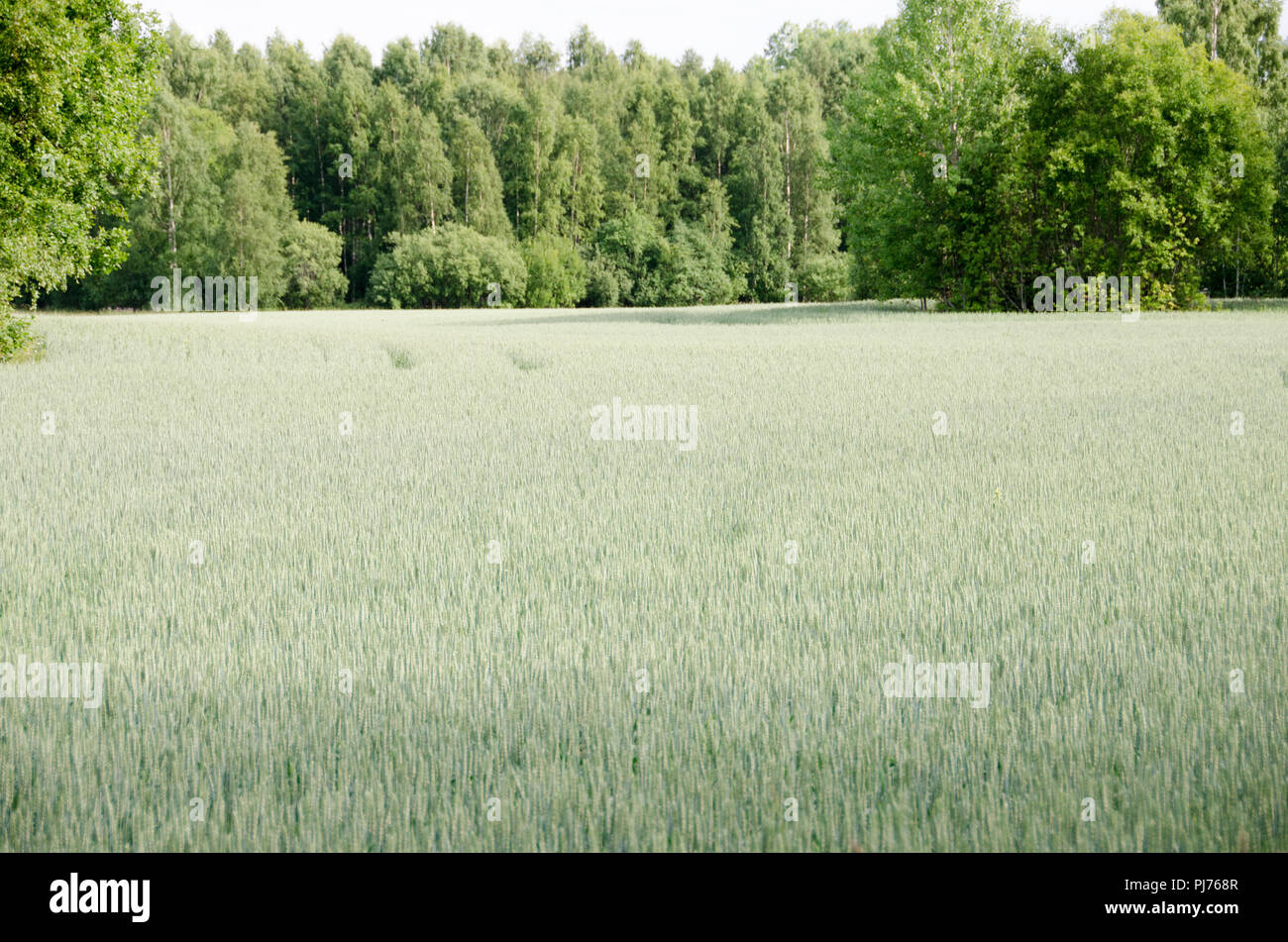 Un campo pieno di grano precoce Foto Stock