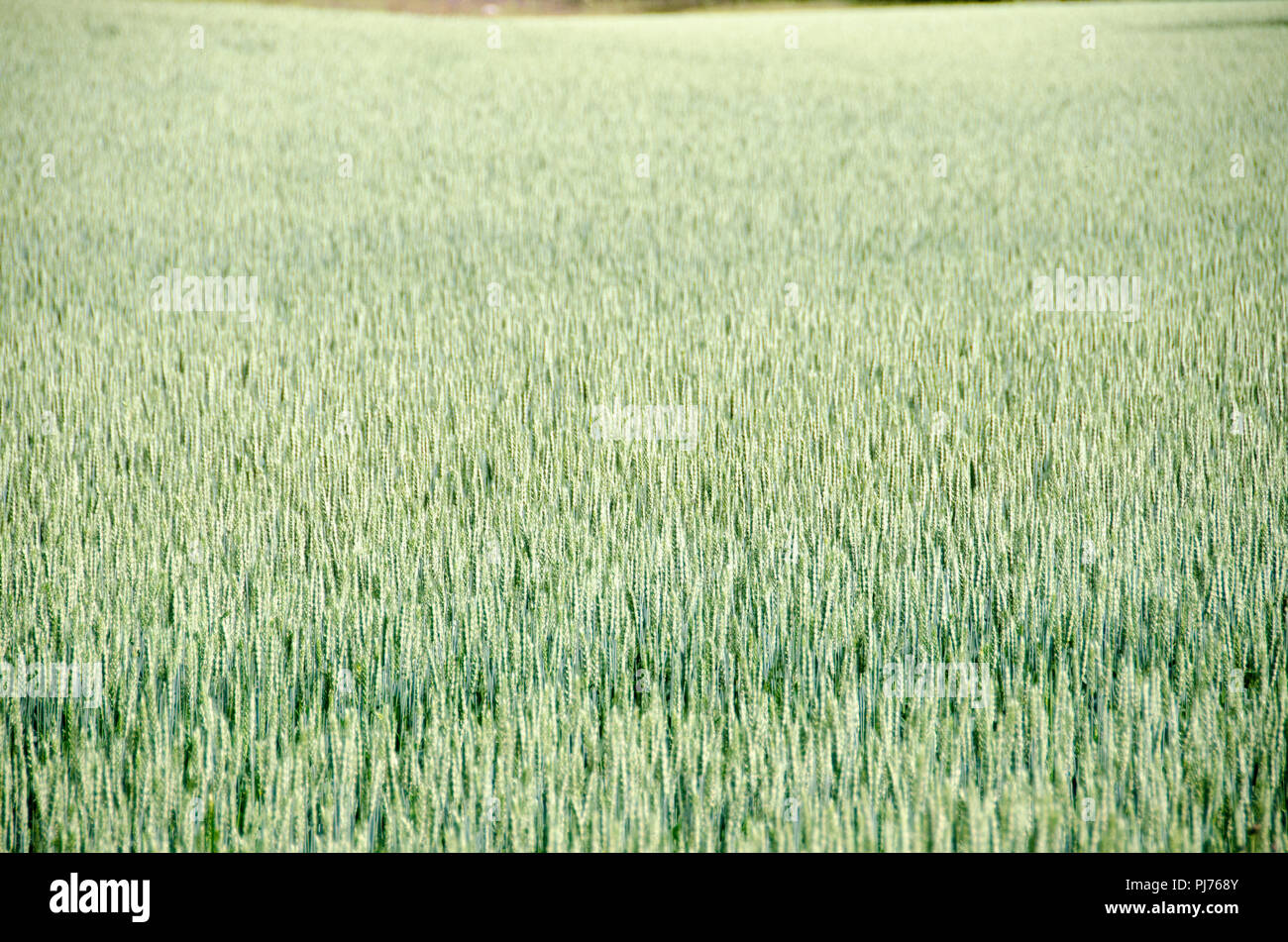 Un campo pieno di grano precoce Foto Stock