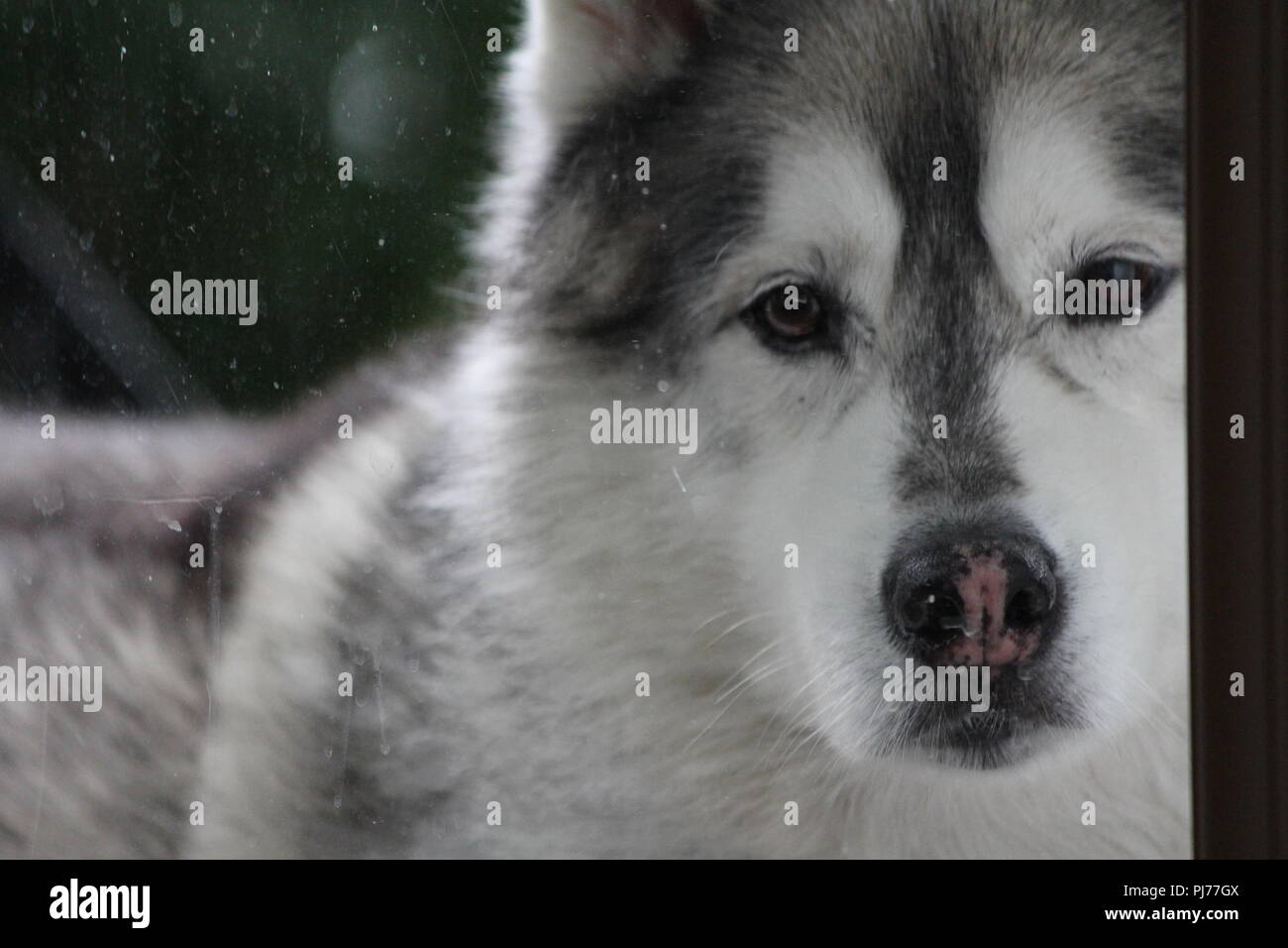 Vecchio Husky. Kody 15 anni. Un buon amico. Foto Stock