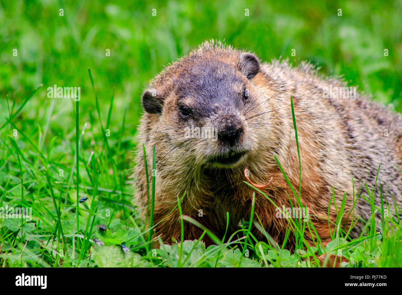 Porco di massa marmotta giorno close up ritratto mentre in arrivo per voi. Foto Stock