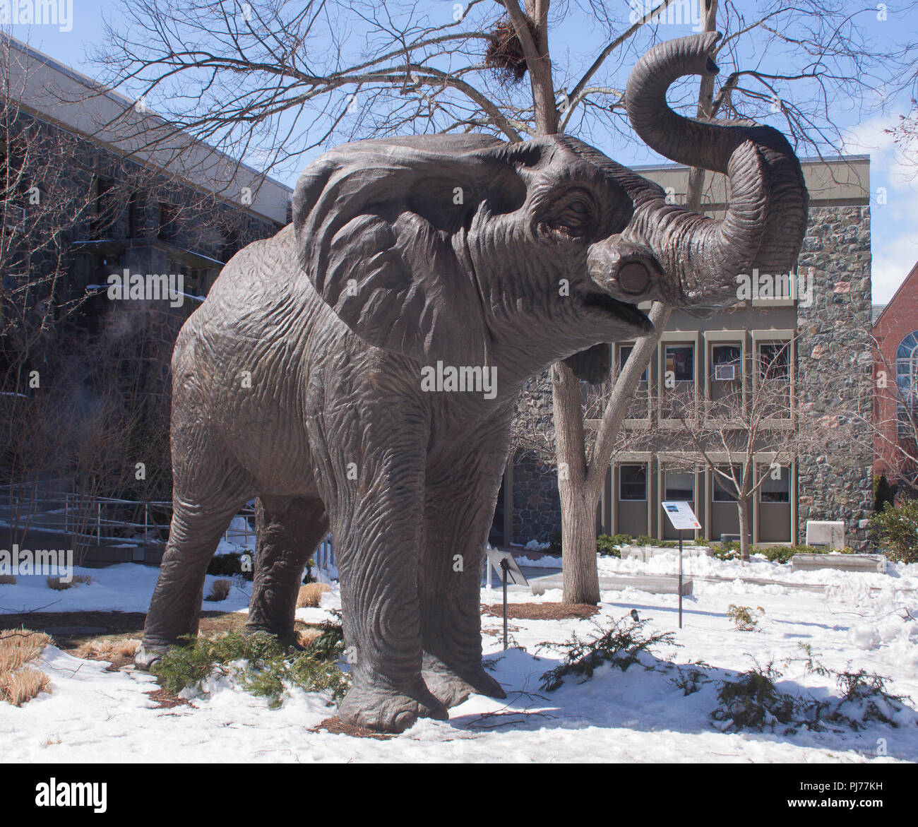Una statua a grandezza naturale di Jumbo the Elephant si erge orgogliosamente alla Tufts University di Medford, Massachusetts, in onore dell'amata mascotte della scuola. Foto Stock