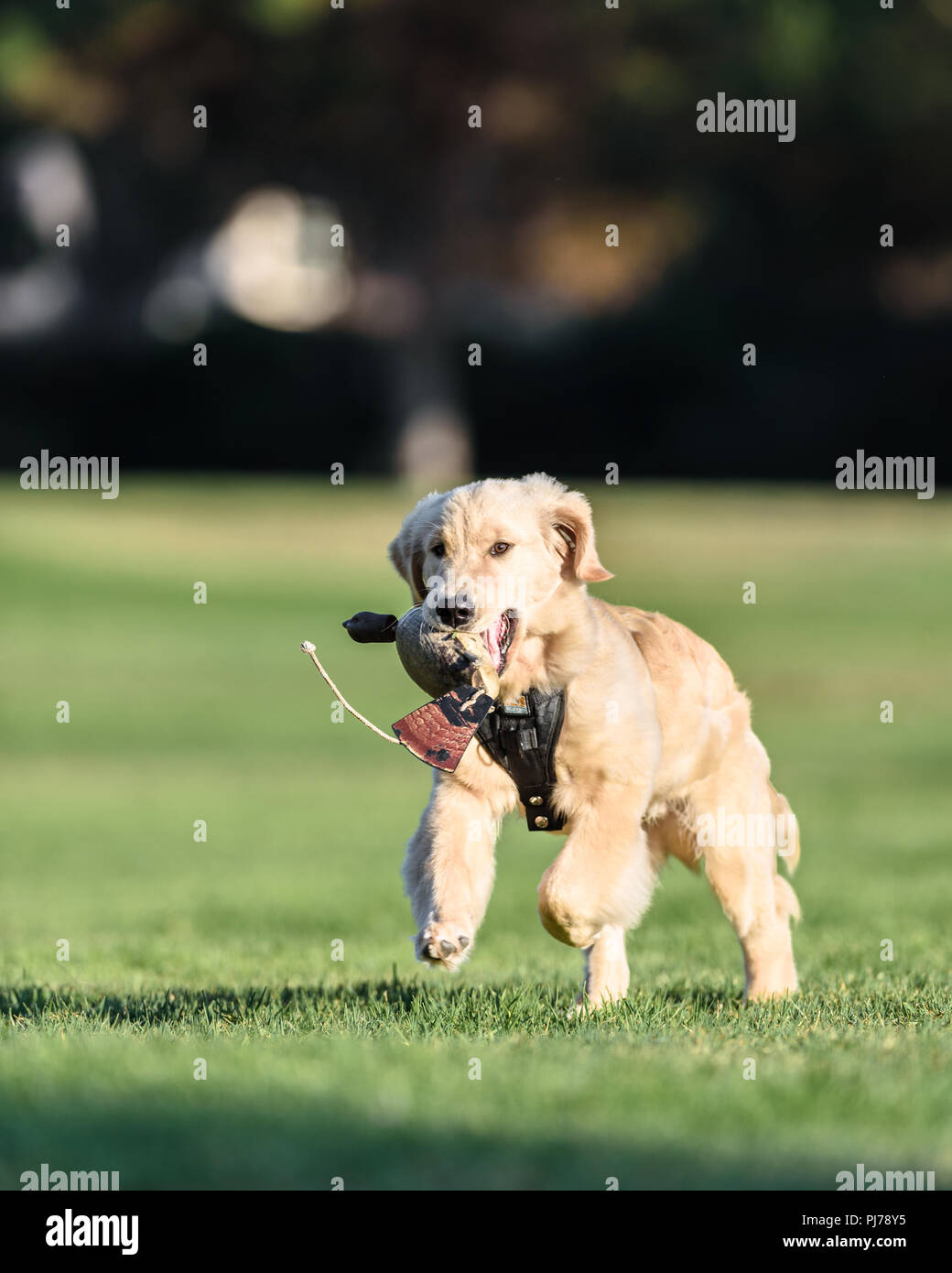 Huntington Beach, CA. Di quattro mesi il golden retriever cucciolo giocando fetch nel parco Huntington Beach, CA il 23 Agosto , 2018. Credito: Benjamin Ginsb Foto Stock