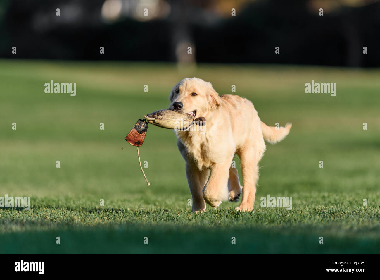 Huntington Beach, CA. Di quattro mesi il golden retriever cucciolo giocando fetch nel parco Huntington Beach, CA il 23 Agosto , 2018. Credito: Benjamin Ginsb Foto Stock