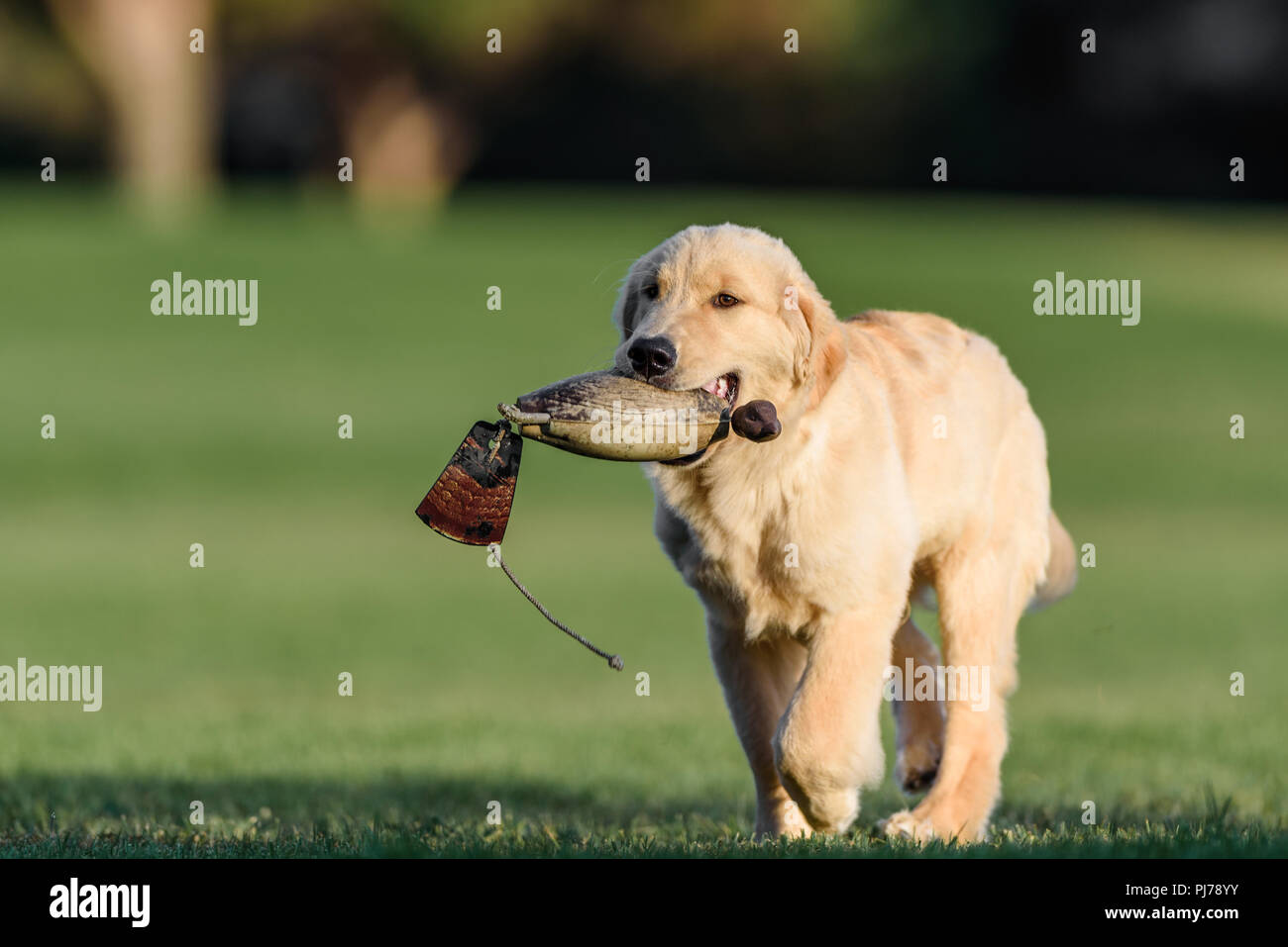 Huntington Beach, CA. Di quattro mesi il golden retriever cucciolo giocando fetch nel parco Huntington Beach, CA il 23 Agosto , 2018. Credito: Benjamin Ginsb Foto Stock