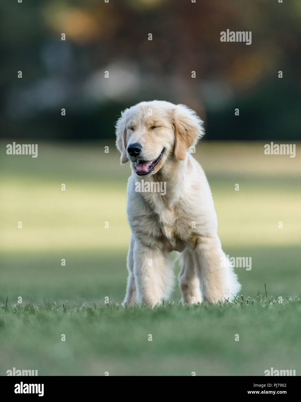 Huntington Beach, CA. Di quattro mesi il golden retriever cucciolo giocando fetch nel parco Huntington Beach, CA il 23 Agosto , 2018. Credito: Benjamin Ginsb Foto Stock