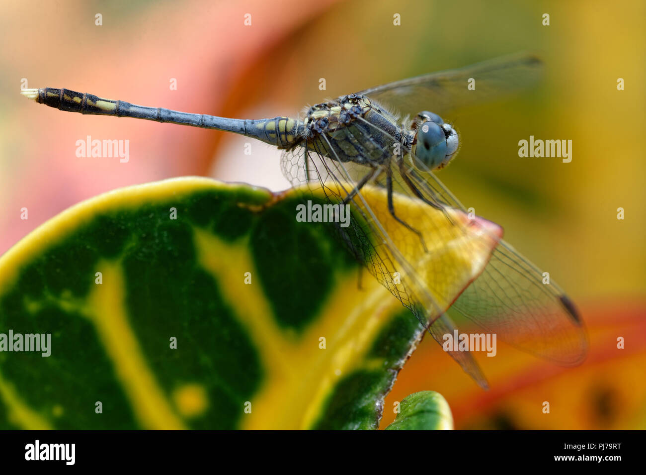 Dragon Fly su Croton, piena messa a fuoco dalla testa alla coda di punta, ali non è a fuoco, per il grande formato poster Foto Stock