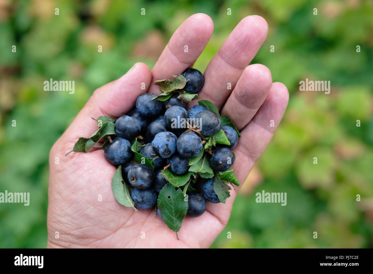 Appena raccolto bacche lenta Foto Stock