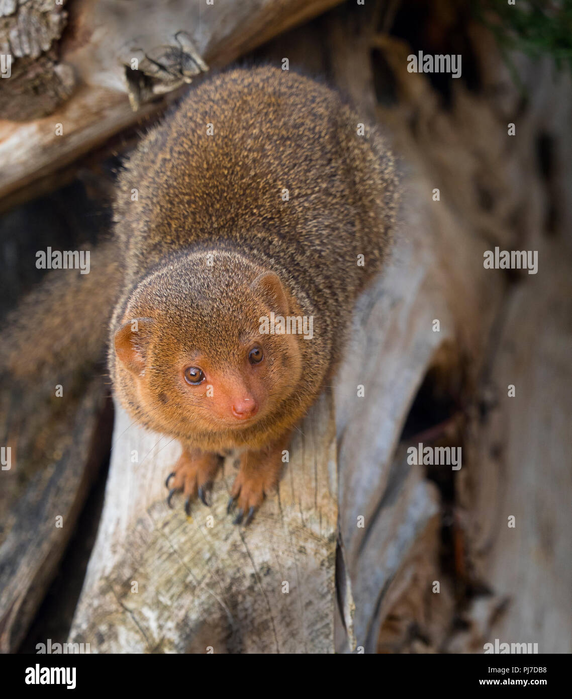 Comune nana monogosa Helogale parvula Foto Stock