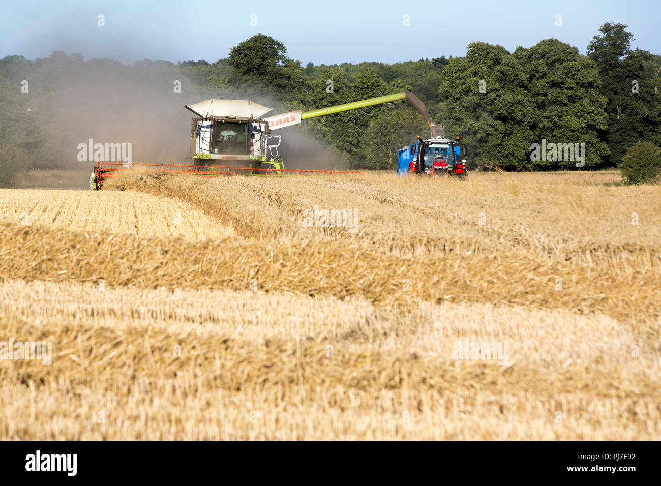 Una mietitrebbia harvetser nel tardo pomeriggio prima luce della sera il raccolto del prodotto in un luogo asciutto polveroso del contadino in campo il Cotswoldds, UK. Foto Stock