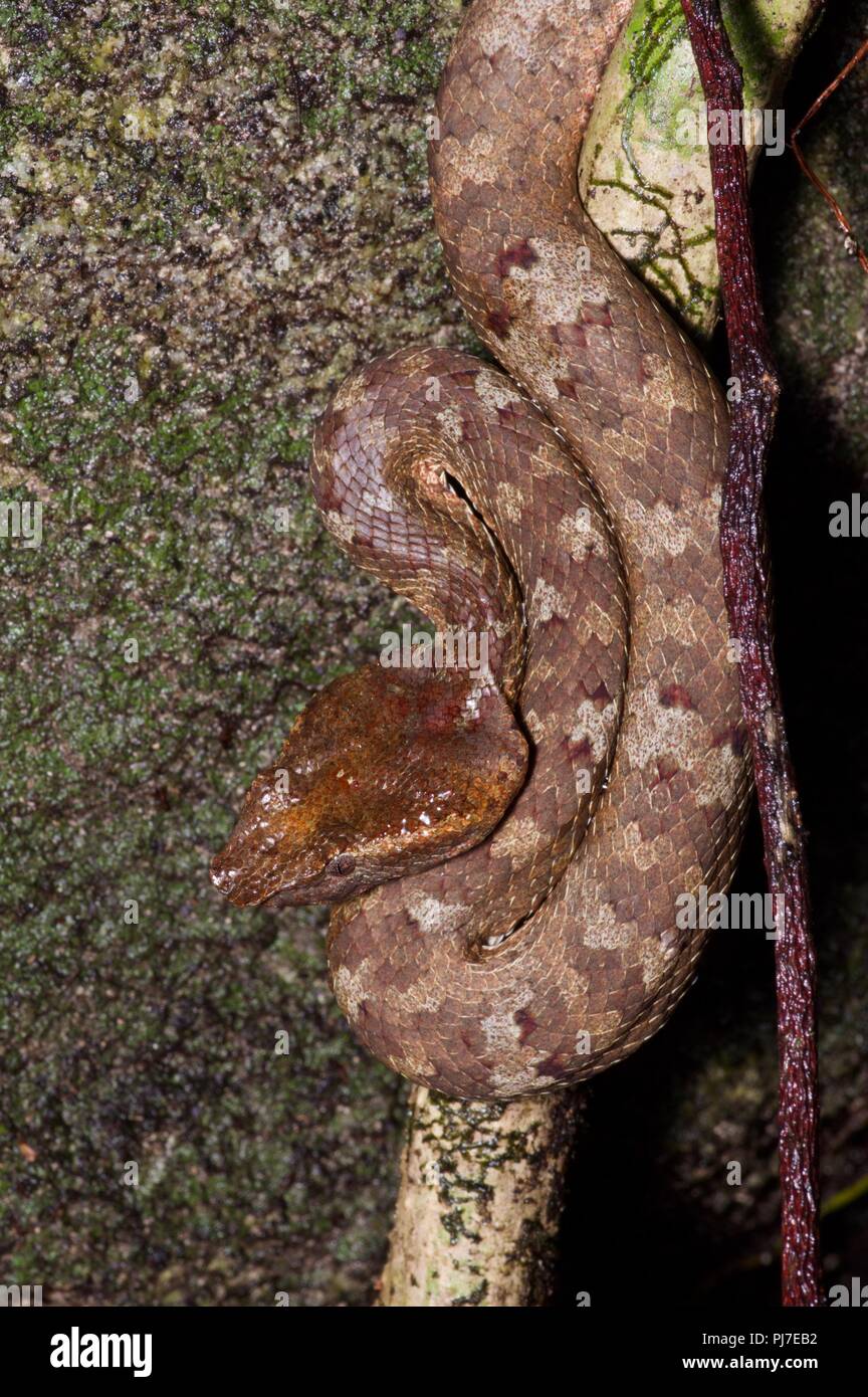 Un Bornean Rattlesnakes (Trimeresurus borneensis) in agguato posizione nella foresta pluviale di Gunung Gading National Park, Sarawak, Est Malesia, Borneo Foto Stock