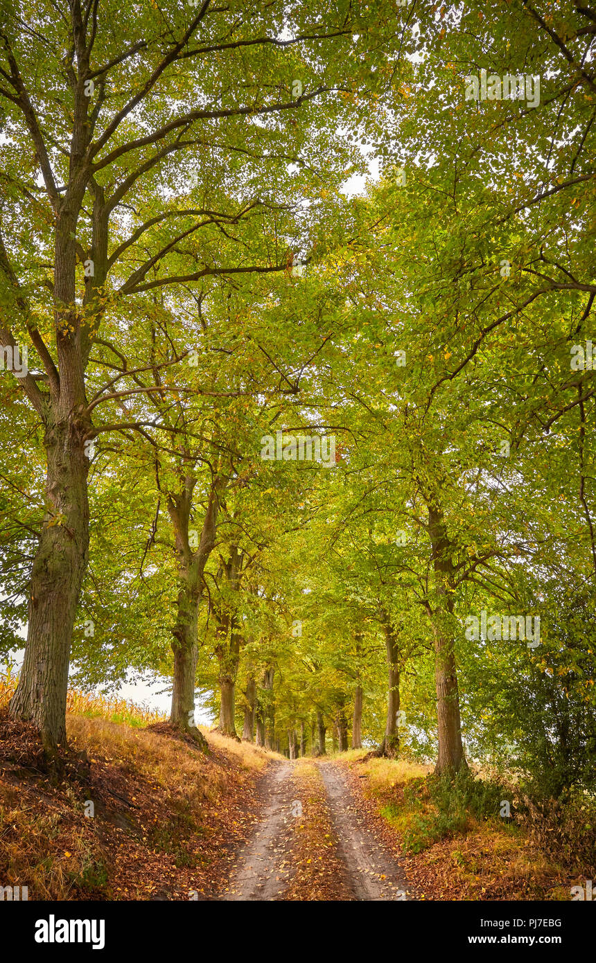 Strada panoramica in una foresta autunnale. Foto Stock