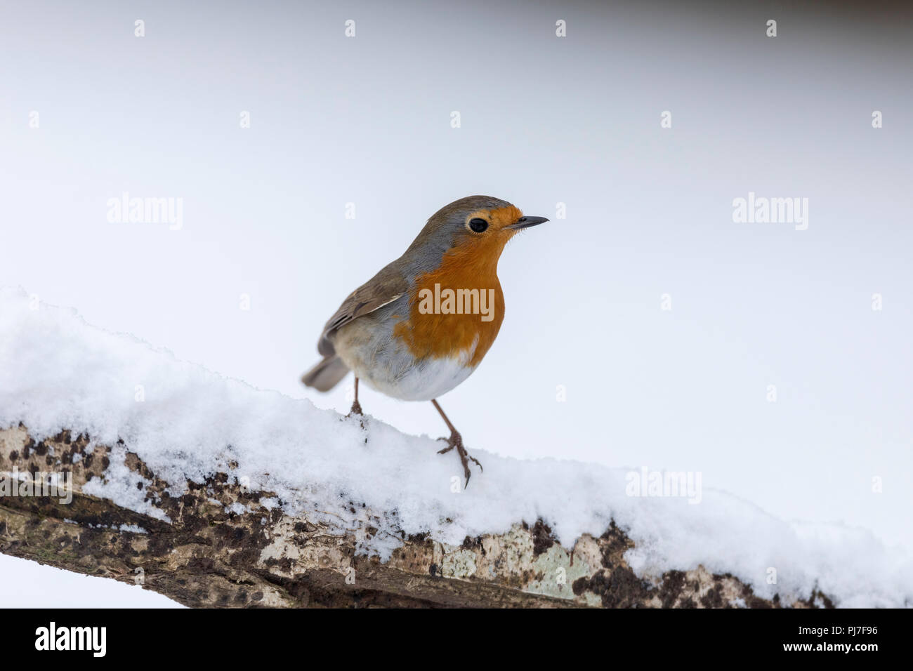 Robin; Erithacus rubecula singolo in Snow Cornwall, Regno Unito Foto Stock