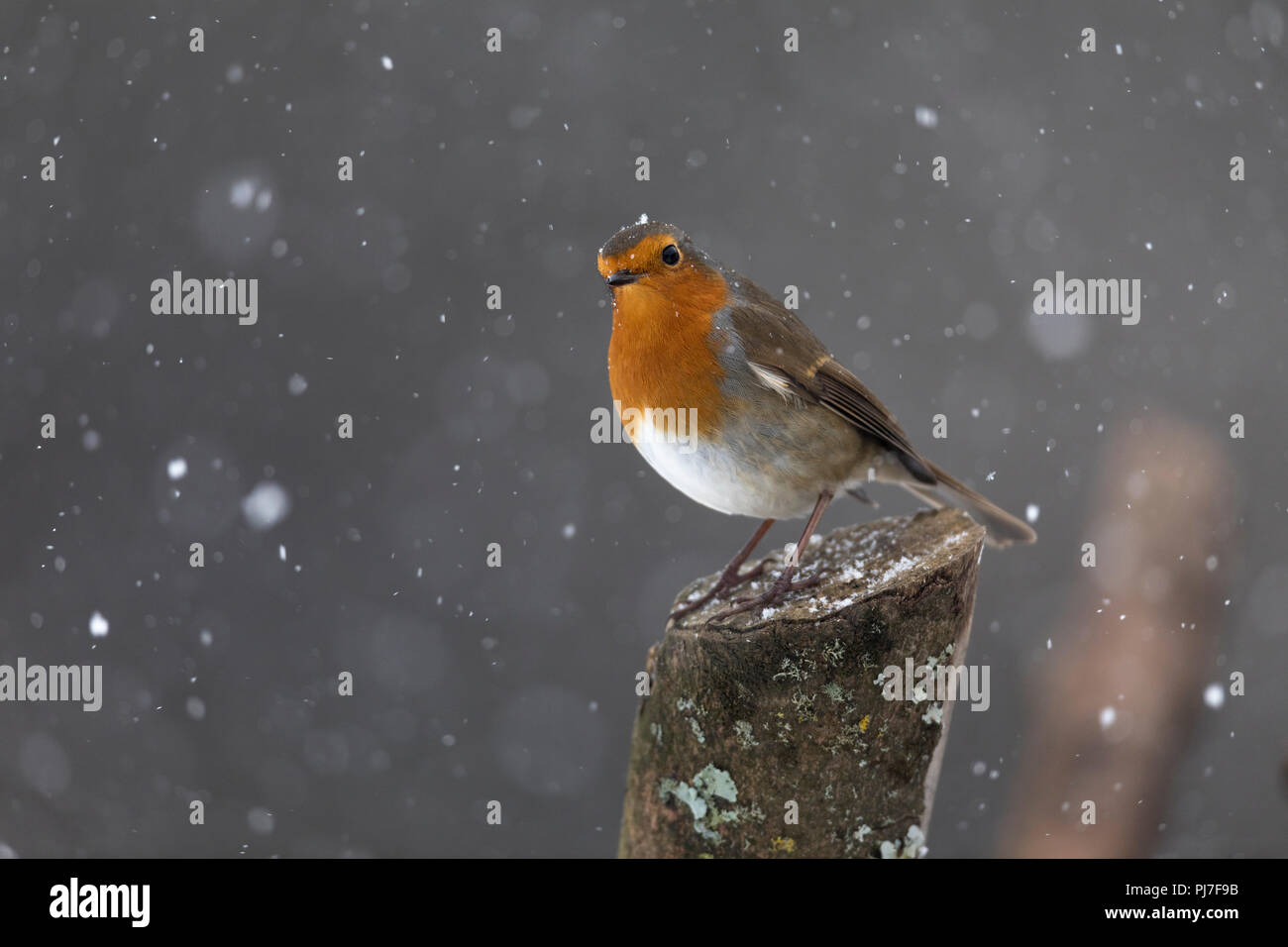 Robin; Erithacus rubecula singolo in Snow Cornwall, Regno Unito Foto Stock