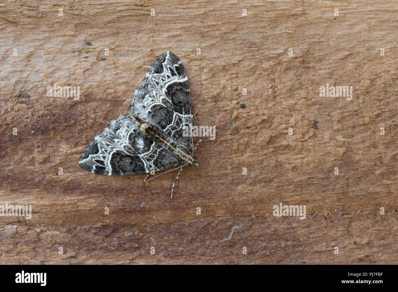 Piccola falena Phoenix; Ecliptopera silaceata Cornwall, Regno Unito Foto Stock