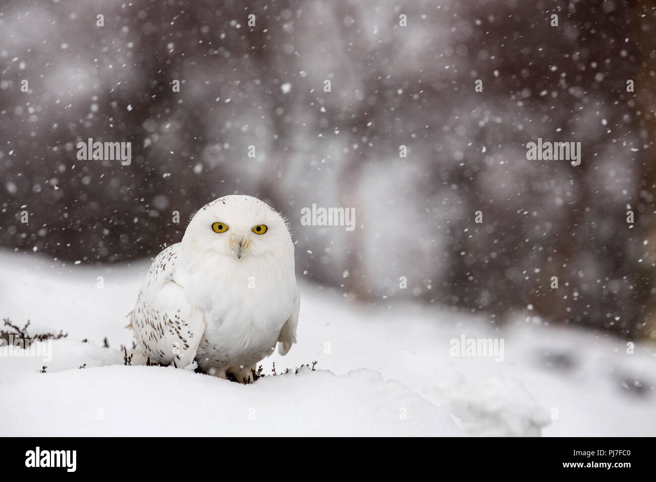 Civetta delle nevi ; Bubo scandiacus singolo; in Snow Scozia - UK Foto Stock