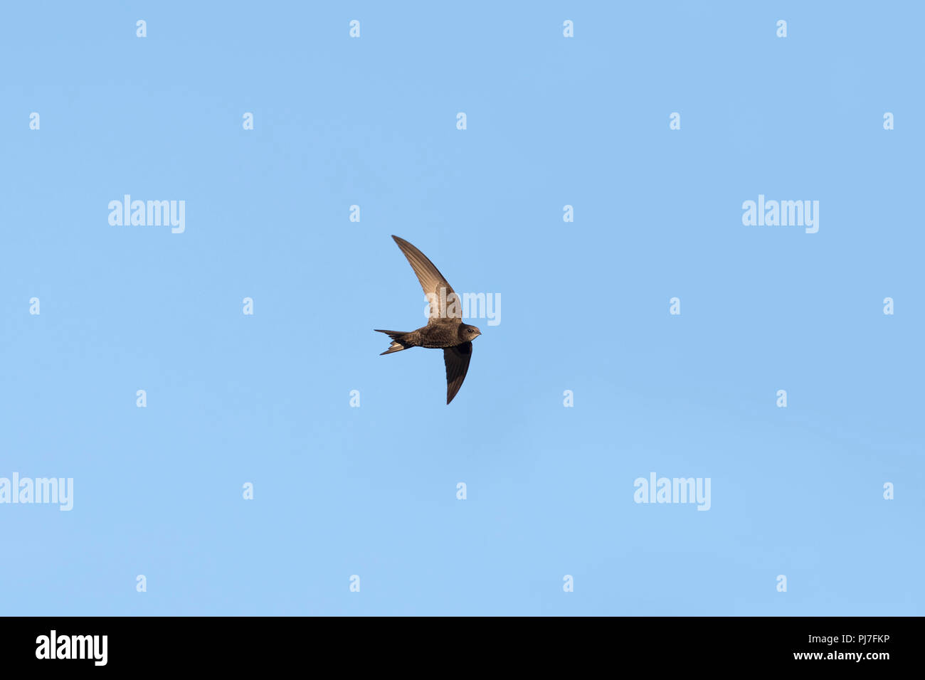 Swift Apus apus singolo in volo lo Yorkshire; Regno Unito Foto Stock