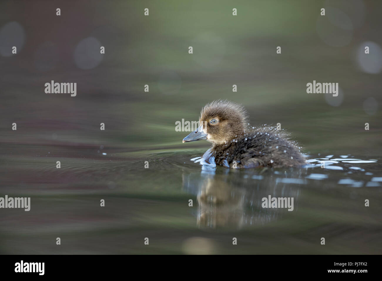 Moretta; Aythya fuligula pulcino singolo Cornwall, Regno Unito Foto Stock