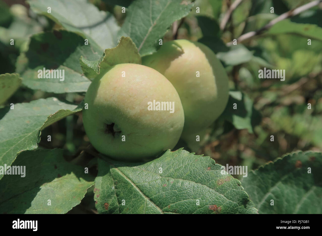 Mela verde su un ramo in un giardino al mattino presto. Fresca frutta succosa, prodotti organici nella cornice naturale del giardino estivo. Foto Stock