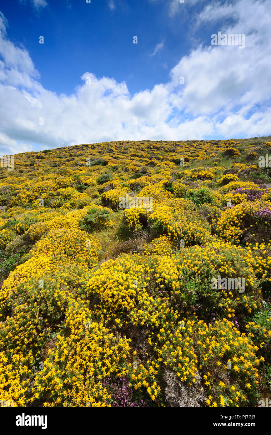 Western ginestre in fiore. Parque Natural do Sudoeste Alentejano e Costa Vicentina, la più selvaggia costa atlantica in Europa. Algarve Portogallo Foto Stock