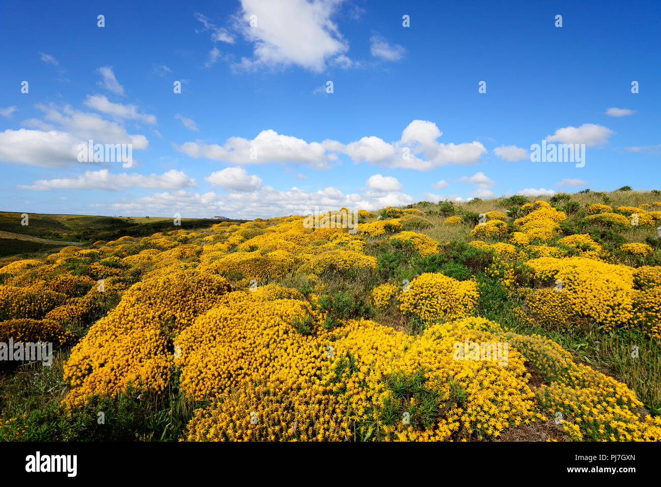 Western ginestre in fiore. Parque Natural do Sudoeste Alentejano e Costa Vicentina, la più selvaggia costa atlantica in Europa. Algarve Portogallo Foto Stock