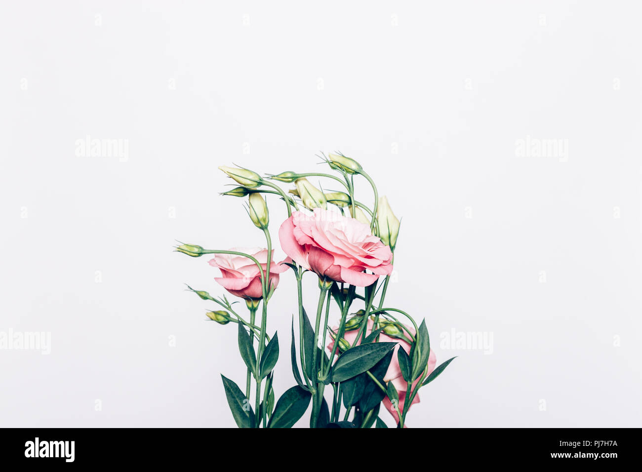 Rosa raffinato bouquet di fiori su fondo bianco, vista dall'alto. Piatto floreale disposizione laici di eustomas con foglie verdi e piegate bud steli. Foto Stock