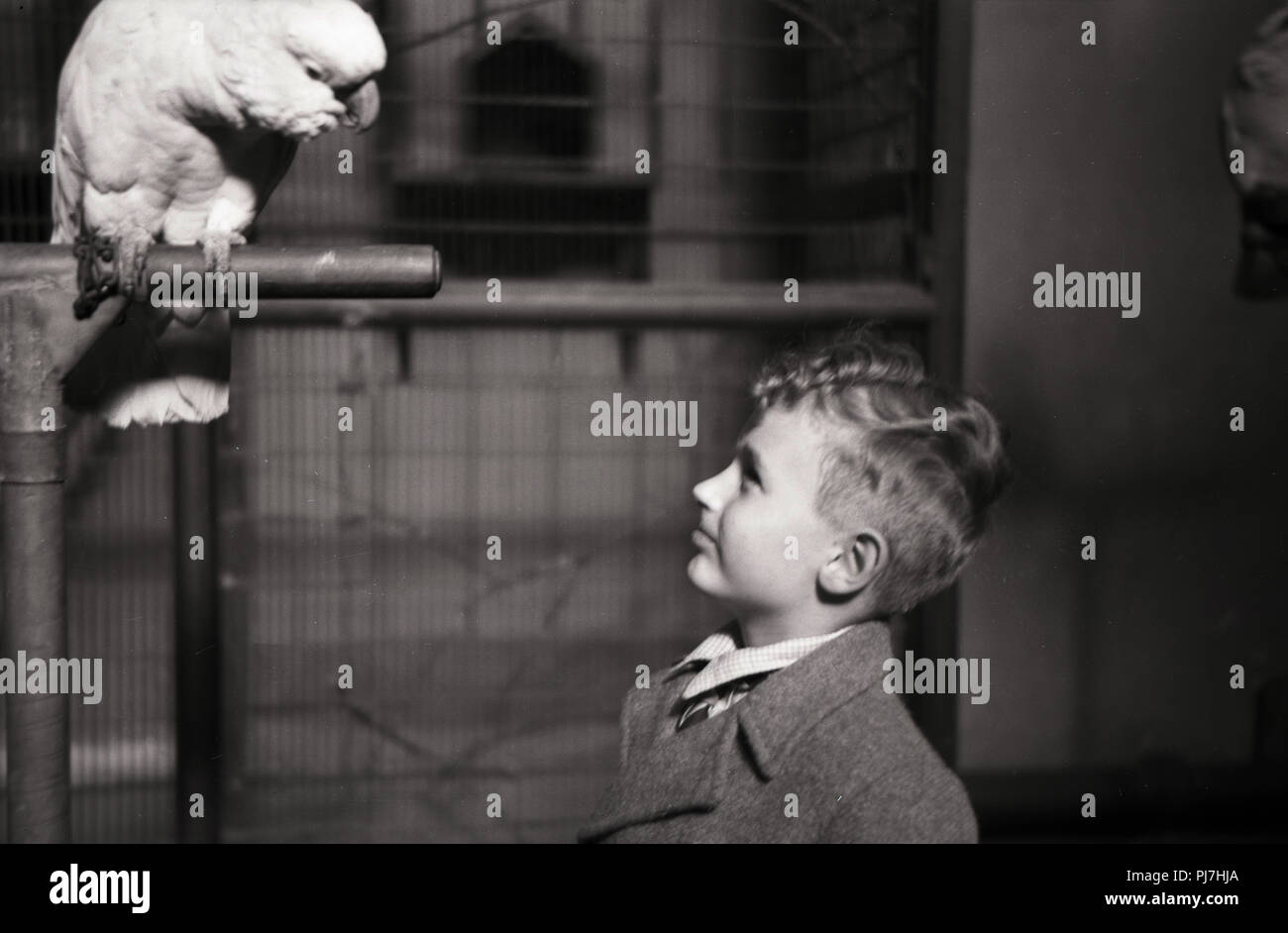 1940s, storico, giovane ragazzo alla ricerca fino a un cacatua seduto su di una rotaia metallica nella voliera presso lo Zoo di Bristol, Bristol, Inghilterra, Regno Unito. Lo zoo, aperto nel 1836, è il più antico del mondo zoo provinciale. Foto Stock