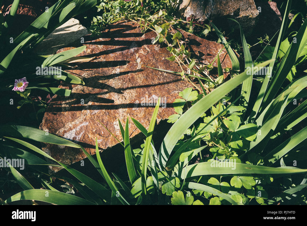 Foglie di colore verde che si aggrappano alla pietra forestgarden soleggiato. Natura Sfondi. Bellissima natura. Foto Stock