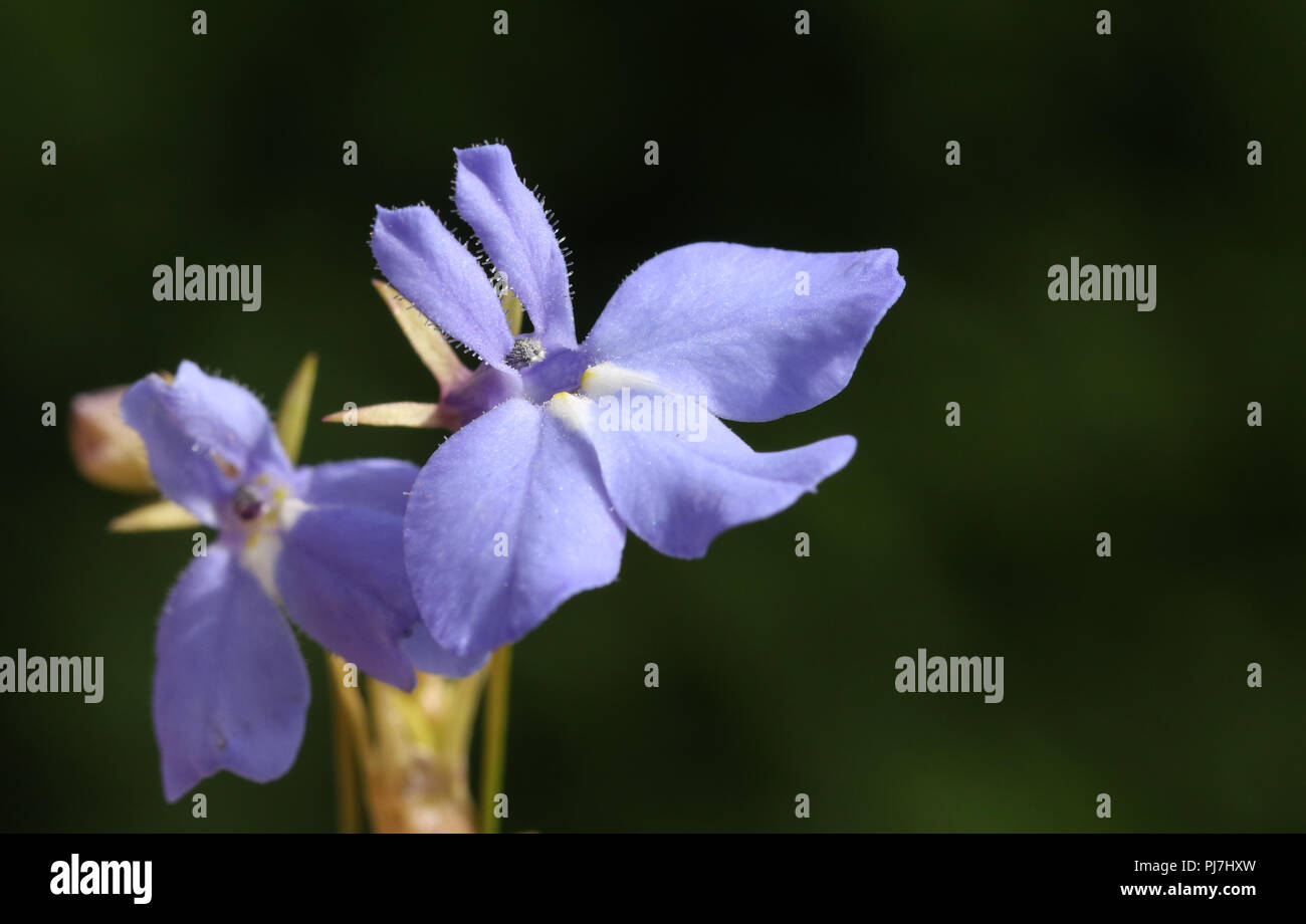 Lobelia bellissimi fiori che crescono in un giardino nel Regno Unito. Foto Stock