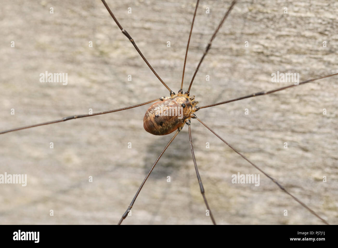 Un grazioso Harvestmen Spider-Sclerosomatidae-Leiobunum, caccia su una staccionata di legno nel Regno Unito. Foto Stock