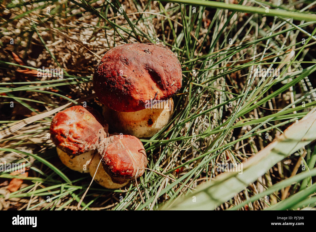 Raccolte in autunno incredibile i funghi commestibili Boletus edulis (porcini) noto come funghi porcini. Foto Stock