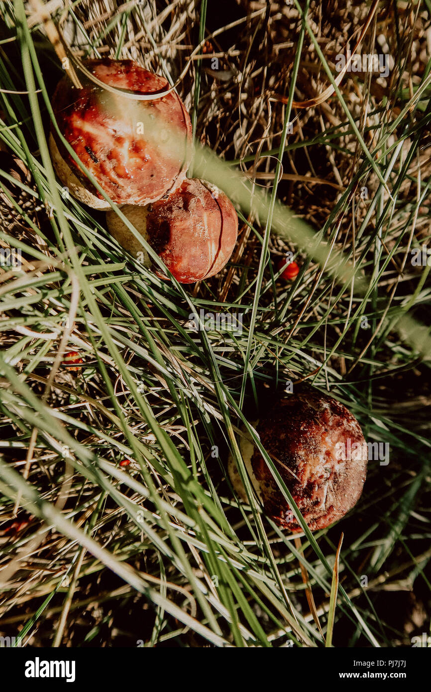 Raccolte in autunno incredibile i funghi commestibili Boletus edulis (porcini) noto come funghi porcini. Foto Stock