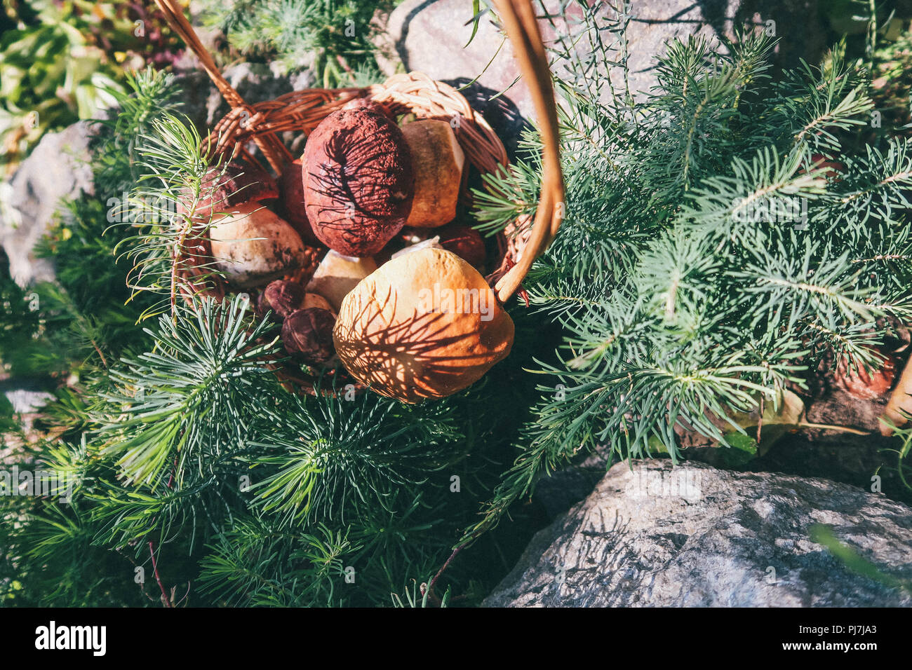 I funghi in un cesto di vimini. Foresta di regali. Funghi porcini. Bianco di funghi Foto Stock