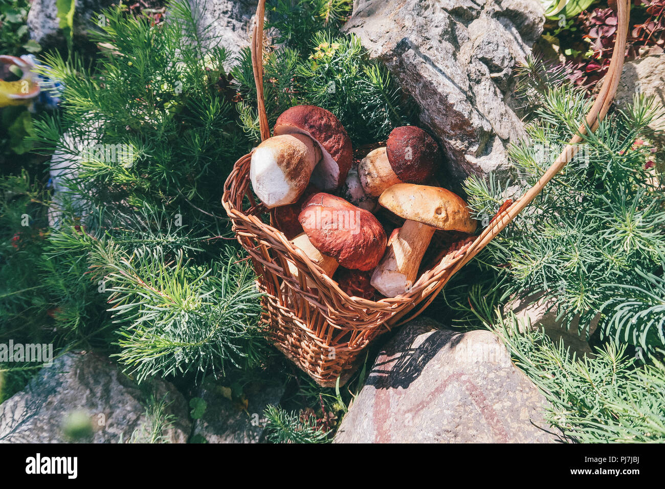 I funghi in un cesto di vimini. Foresta di regali. Funghi porcini. Bianco di funghi Foto Stock