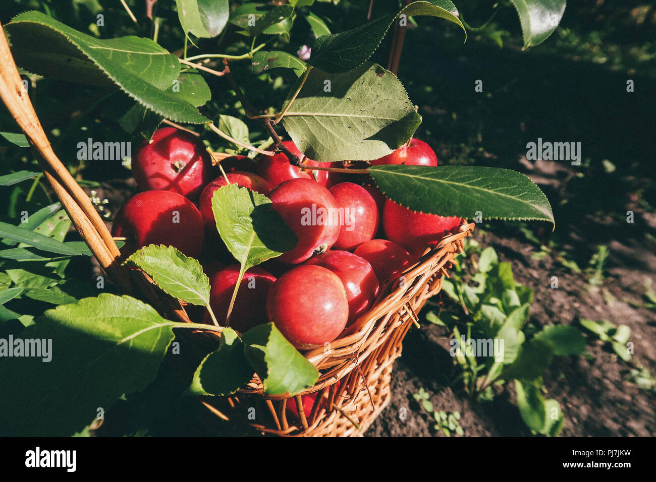 Red piccole mele in un cesto di vimini. Foresta di regali. Giardino soleggiato. Foto Stock