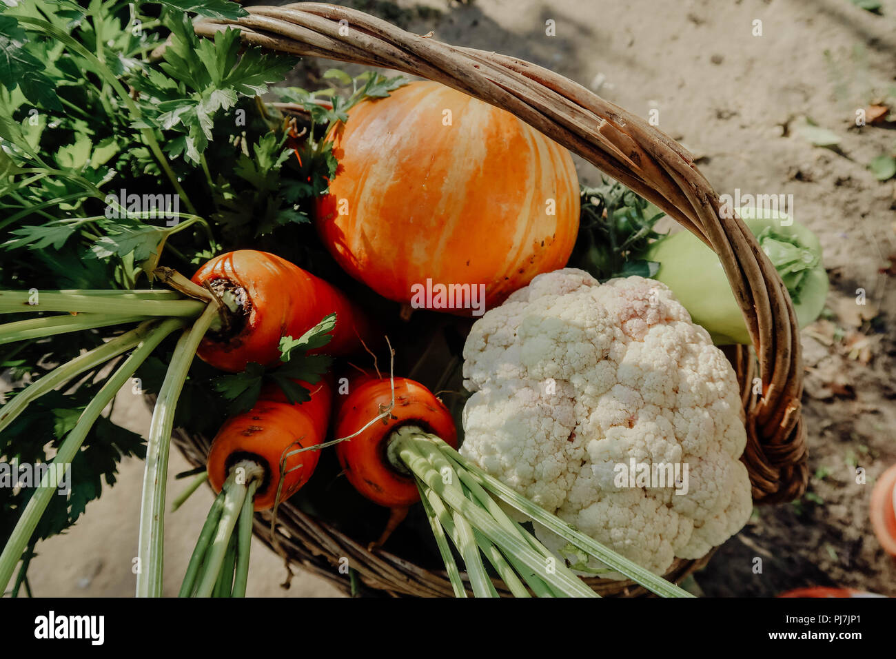 Azienda agricola le verdure nel cestello. Ortaggio fresco giardino biologico. Foto Stock