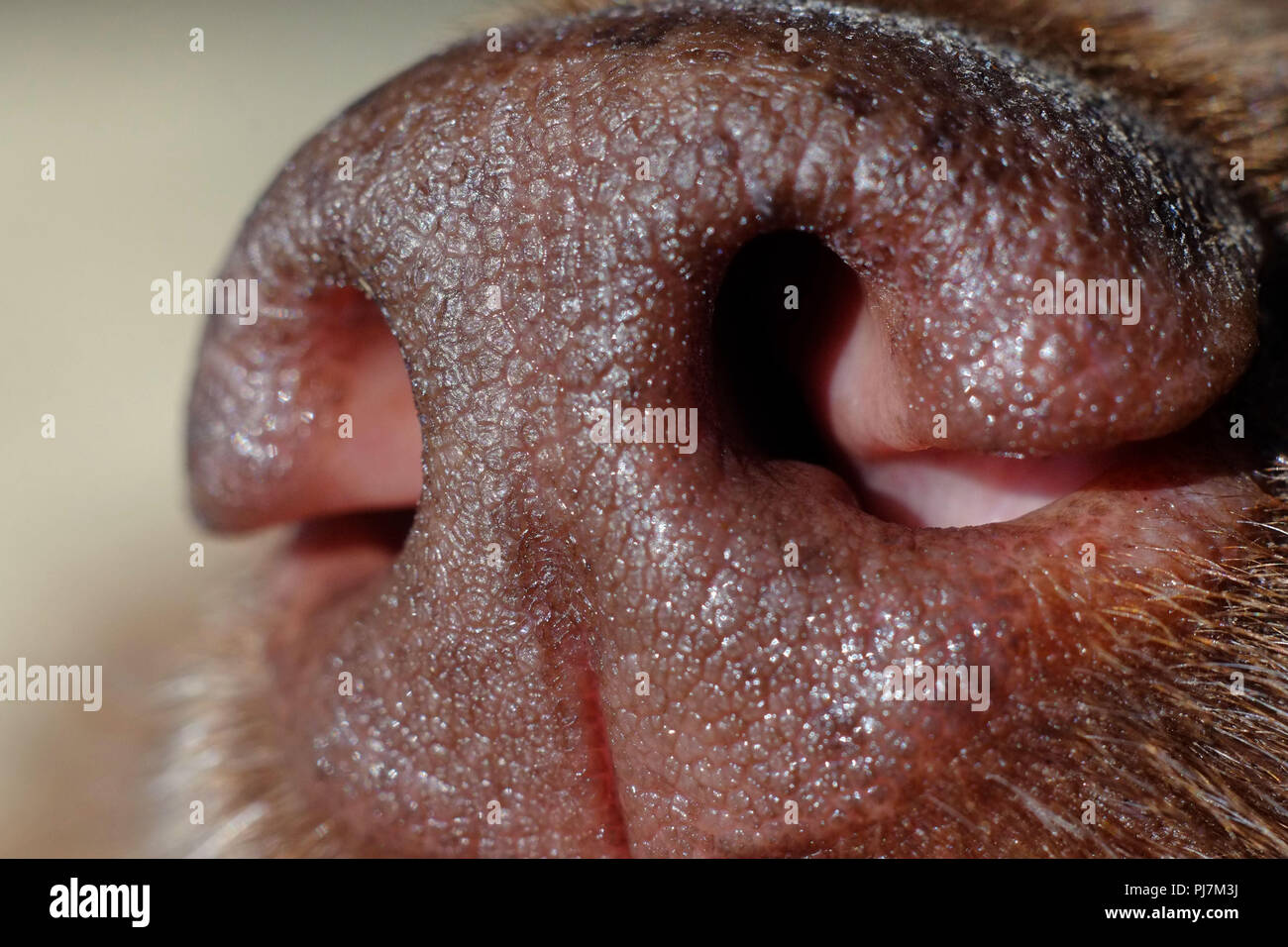 Close up di un cane di naso Foto Stock