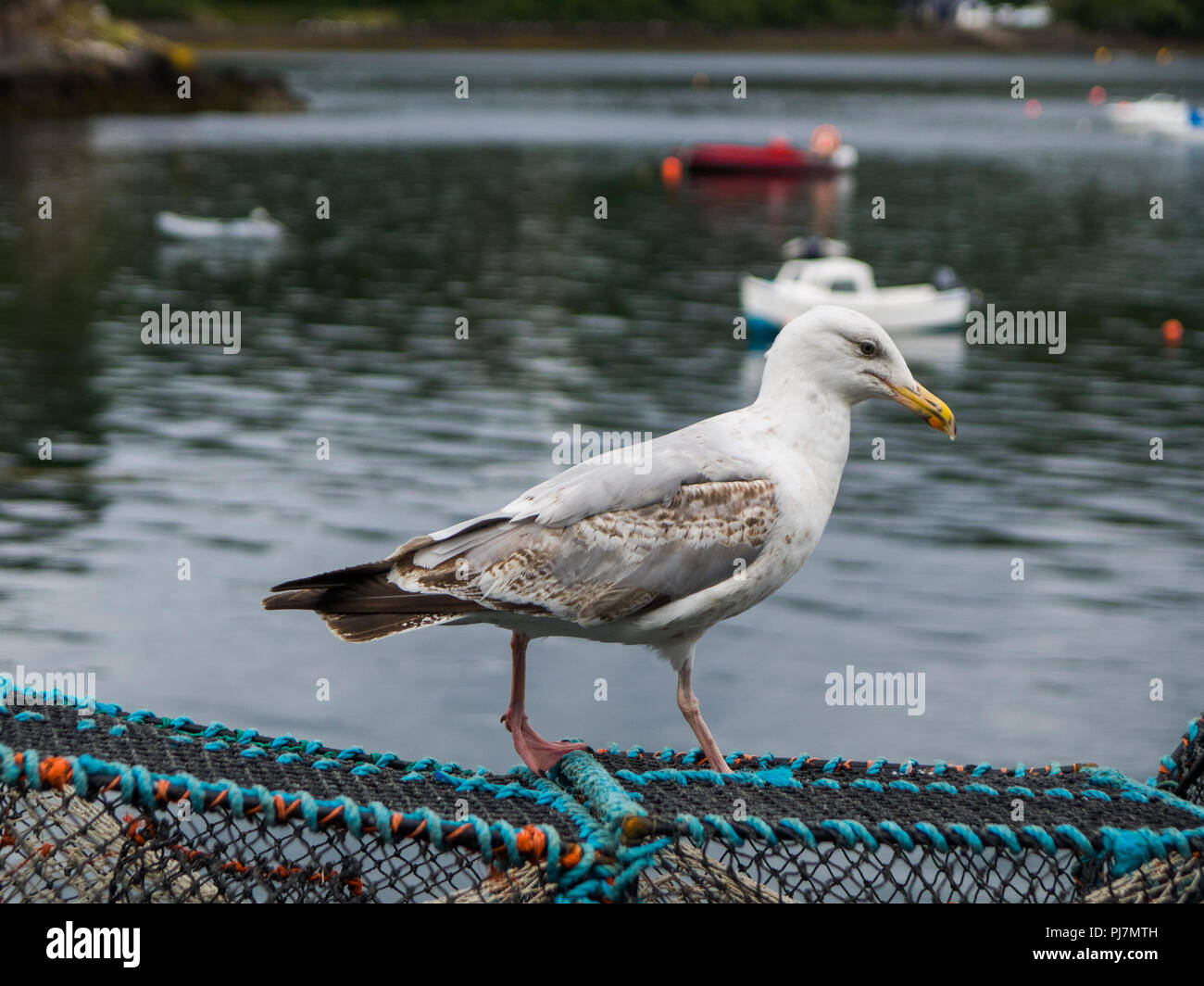 Seagull su weir a Portree Harbour, Scoland Foto Stock