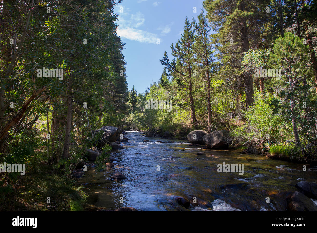 Rock Creek fluisce attraverso Iris prato campeggio nella parte orientale della sierra Nevada della California USA nell'estate del 2018 Foto Stock