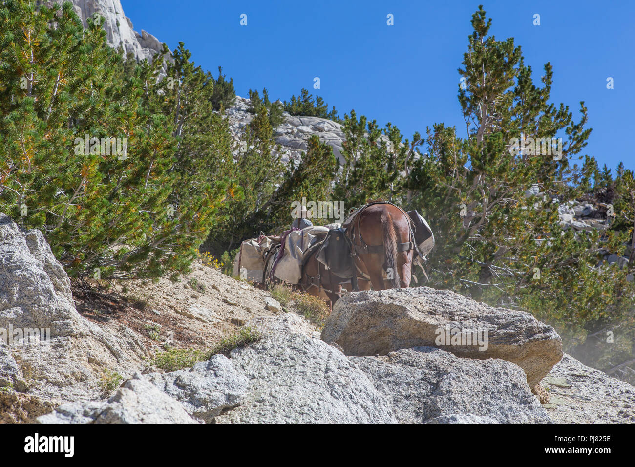 Un giovane cowgirl conduce un mulo il treno che porta i pacchi fino a rocky mountain pass nella Sierra orientale montagne della California USA Foto Stock