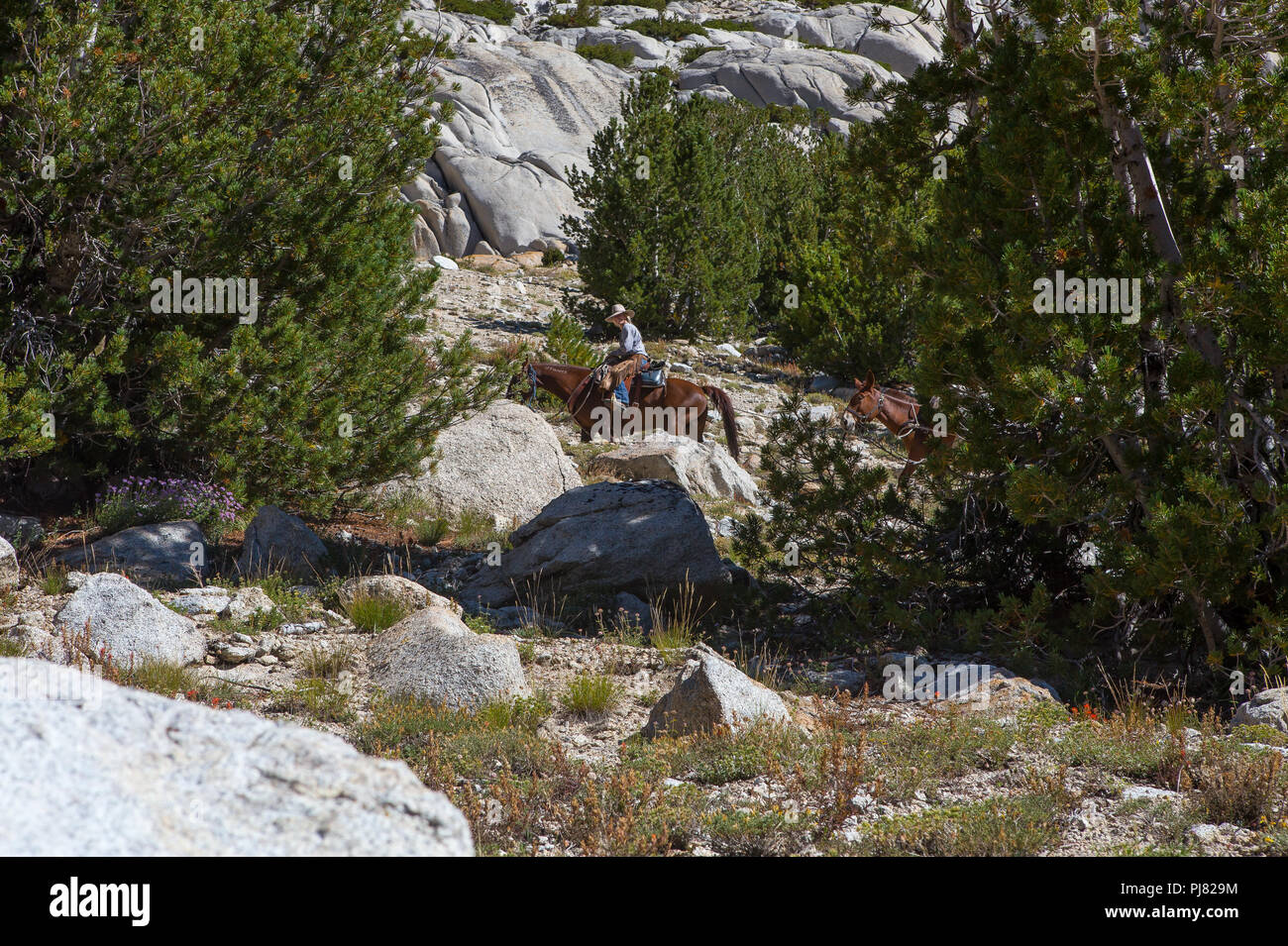 Un giovane cowgirl conduce un mulo il treno che porta i pacchi fino a rocky mountain pass nella Sierra orientale montagne della California USA Foto Stock