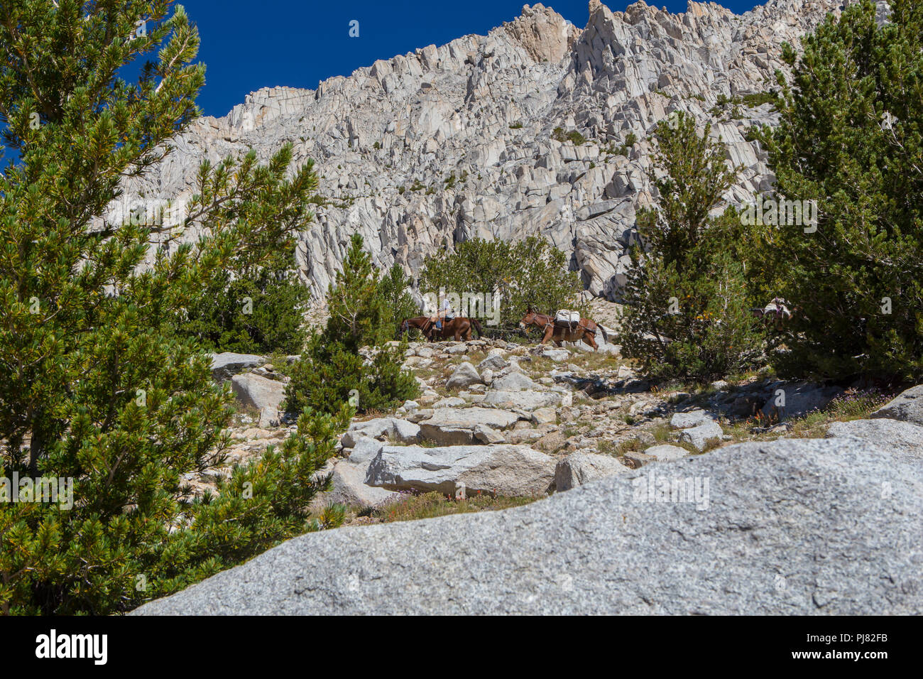 Un giovane cowgirl conduce un mulo il treno che porta i pacchi fino a rocky mountain pass nella Sierra orientale montagne della California USA Foto Stock