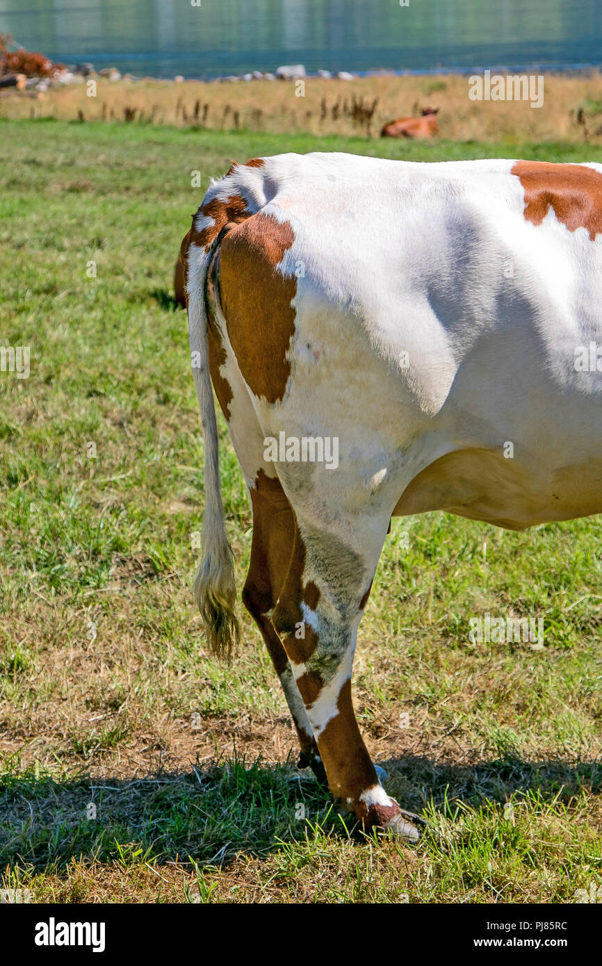 Hind fine di una mucca. Foto Stock