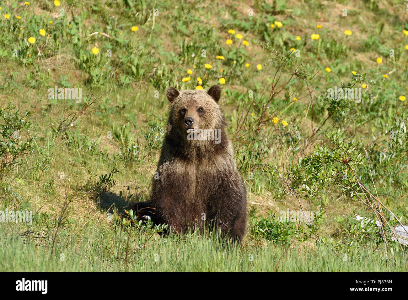 Un giovane orso grizzly Ursus arctos; seduta sul suo dietro a guardare in avanti in un prato rurale in Alberta Canada. Foto Stock