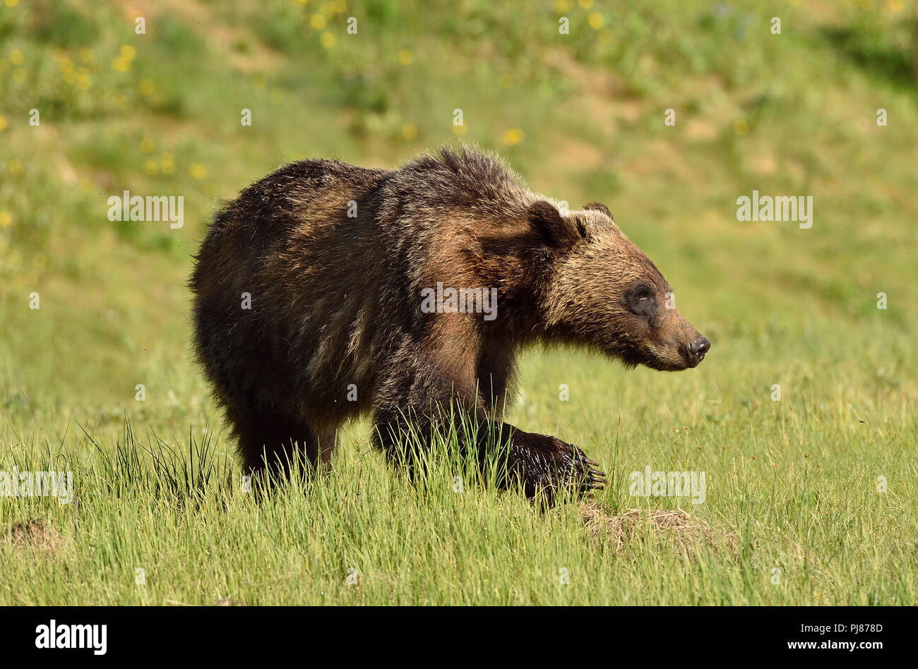 Una vista laterale di un giovane orso grizzly Ursus arctos; con un stalking guardare sul suo viso a piedi attraverso un prato aperto nelle zone rurali di Alberta in Canada. Foto Stock