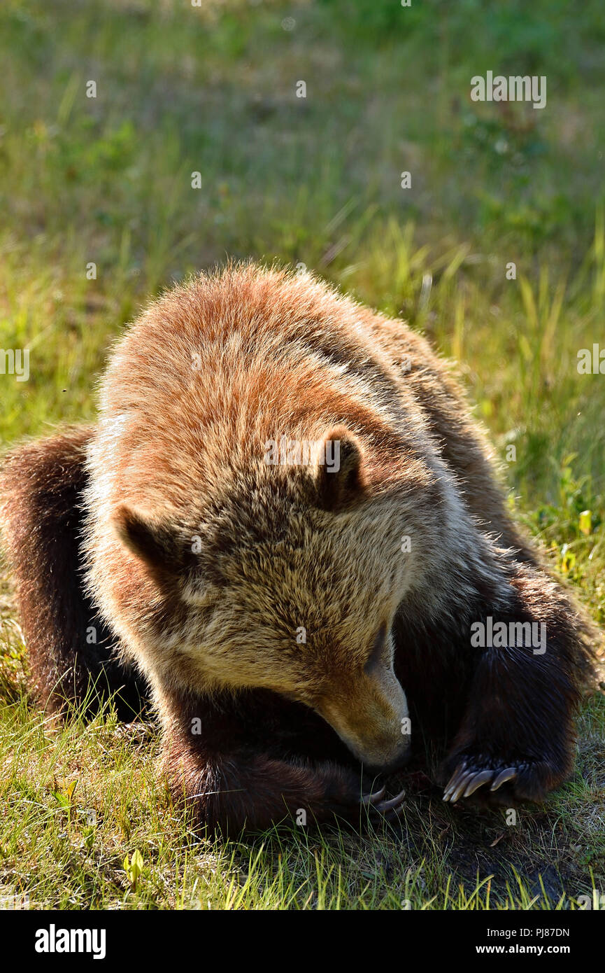 Un bambino orso grizzly (Ursus arctos); che stabilisce sull'erba verde guardando i suoi artigli sulle sue zampe anteriori in un prato rurale in Alberta Canada. Foto Stock